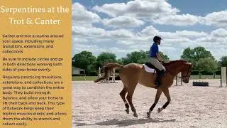 Horse Topline Flatwork Exercises