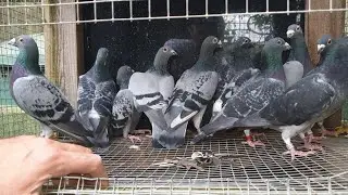 **