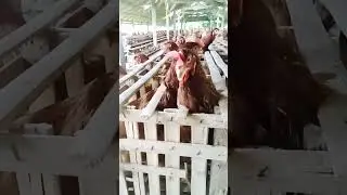 laying hens#layinghens #animals #pets #shorts