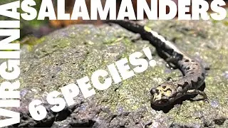 SMALLEST SALAMANDER IN NORTH AMERICA??? | Exploring the Salamanders at Mt. Rogers