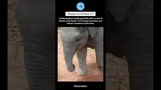 &ldquo;Baby Elephant Walking Around &ldquo;