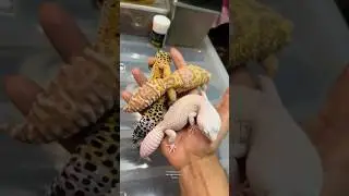 LEO ADE 3 GIRLFRIEND GAIS 🤣🦎✨ #leopardgecko #gecko #reptiles #exoticpets #shorts