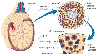 SPERMATOGENEZA I REGULACJA HORMONALNA JĄDER-komórki Leydiga,komórki Sertoliego