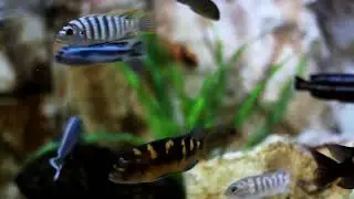 Fish Documentaries || Nature documentaries EP 1