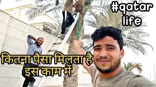 Palm tree Qatar 🇶🇦  | पेड़ से ख़जूर कैसे तोड़ते हैं 🤔 / domestic worker life in  qatar ,