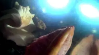 Sony Action Camera HDR-AS15 underwater test