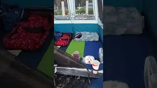Camping with our dogs #dogsofyoutube #dogsofshorts #dogs #Maltese #ShihTzu #campingwithdogs