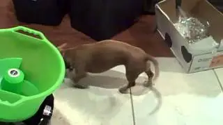 Harley learning the GoDogGo Fetch Machine