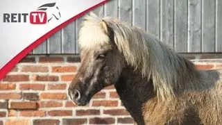 Pferdegesundheit | Der Aktivstall - Artgerechte Haltung für Pferde und Ponys