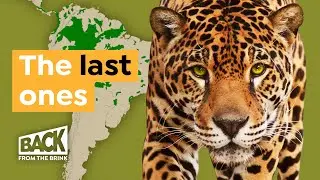 How to Unite the World's Last Jaguars​ Through a Corridor | Back from the Brink