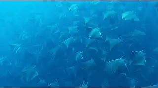 La danza de la mobula