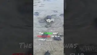 Turtles Saving another Turtle 🐢❤️ Animal Stories #shorts #viral #fyp #animals