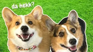 Cute corgis act like kids