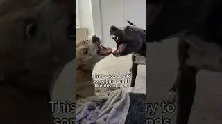 Loud play &ne; aggression #shorts #dogshorts #pitbulldog #doggo