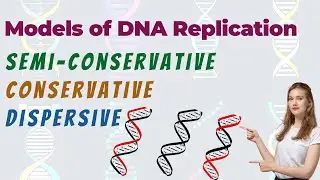 Models of DNA Replication | Semi Conservative - Conservative - Dispersive