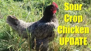 Sour Crop Chicken Update