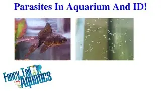 Parasites In Aquarium, Don't Miss! Slide Show And ID Of Critters!