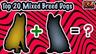 Top 20 Mixed Breed Dogs | Cutest Mixed Breed Dogs | FoxDaily