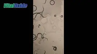 Vital Oxide vs parasites