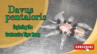 Unveiling the secrets of Davus Pentaloris the Guatemalam Tiger Rump