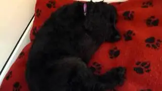 Squeak dreams