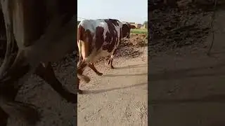 red Farisan Cow
