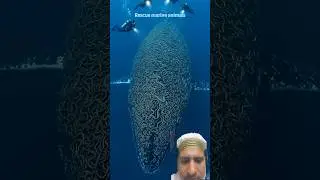 Save the marine life, they are so pitiful#ocean