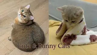 Warning: These Cute Cats Will Melt Your Heart! 🐾💖