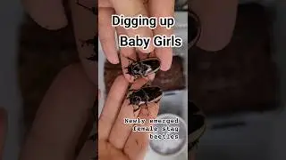 Let's Dig Up Some Stag Beetles! #BETL #stagbeetle #pets #bug #beetle #insects
