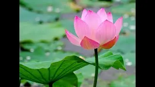 💎 Thật Sự Biết l&agrave; g&igrave;? ☀️ 🌷 🌈 | Awareness SAMON