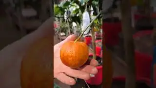 А что именно есть в новой поставке?🤔