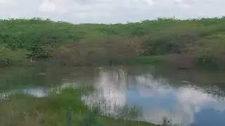 🦤🦆🪿🦩🐥#Gulf of mannar island🏝️