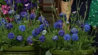 Cottage Farms 4-pc Perpetuals Flutter Pincushion Collection on QVC