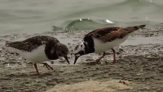 Ruddy Turnstone,Voltapietre (Arenaria interpres)