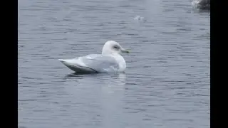 Kumlien's Gull, Dernford Reservoir, Cambridgeshire, 5/3/23