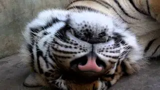 Piyanad pets a 500lb Tiger