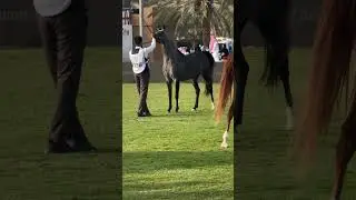 Amazing power, this horse is truly a magnificent creature with incredible strength and beauty