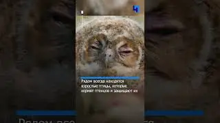 Осторожно, совята: жителей Ленобласти предупредили об опасности встречи с совами