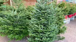 Garden Centre Tour-England // Looking for Real Christmas Trees