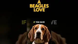 A Beagle's LOVE Explained by AI ✨ Best Family Dog Breeds! #beagleslife #beagleworld #beaglelovers