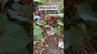 What could it be? #serbia #bugs #scary #video #tree
