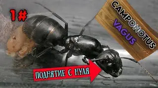 Camponotus Vagus с нуля| цикл поднятие гигантов!