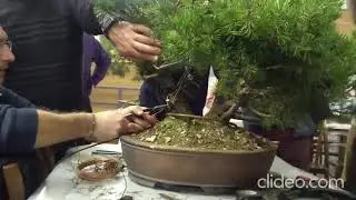 Bonsai Club Torino   Tecniche di piegatura come impostare ed eseguire la piegatura di tronchi e gros
