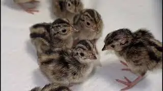 While I was working in the field, I found a clutch of wild eggs#wildliferescue #animals #cute #pets
