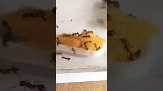 European fire ants eating dried apricots #antloveforever