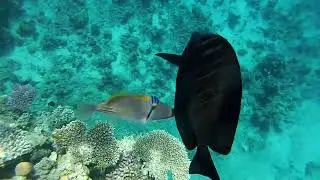 Egypt. Snorkelling with fish in the Red sea at Sharm-El-Sheikh.А теперь за рыбами!Рифы Красного моря
