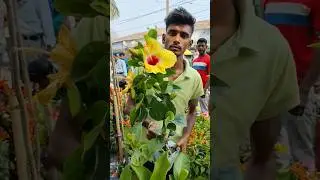 Wonderful Hibiscus available in Bapan Nursery with price#shhort