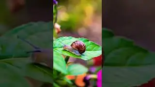 Do you know Some species of snails are considered pests #snail #landsnail