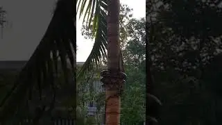 snake climbing on tree