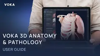 VOKA 3D Anatomy & Pathology User Guide | Improve the way you study anatomy